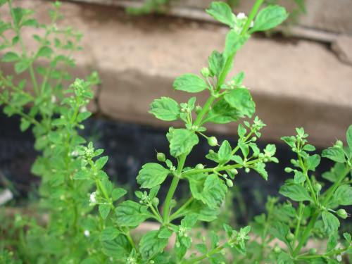 Scoparia dulcis